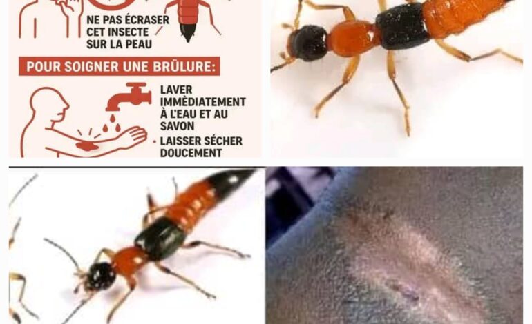 RDC/ »Ekonda sous attaque : l’insecte brûlant qui menace la santé publique en saison sèche »